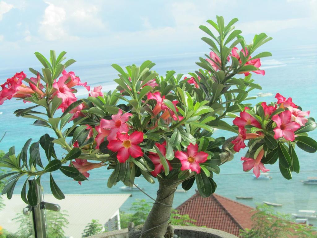 Lembongan Harmony Villas Cameră foto